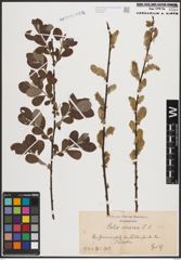 Foto von Salix cinerea L.